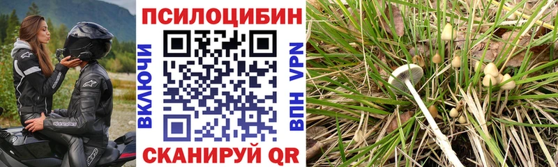 кракен зеркало  Петушки  Галлюциногенные грибы Psilocybine cubensis 